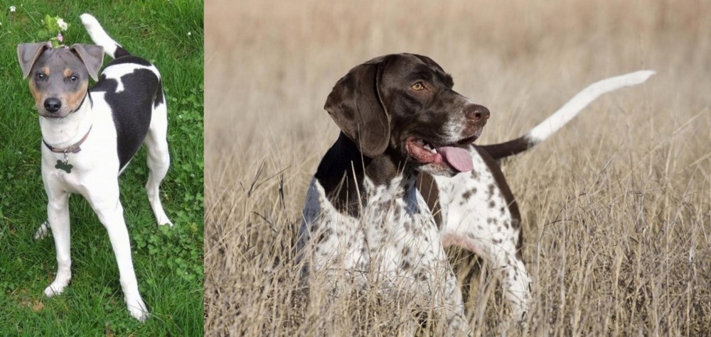 Old Danish Pointer vs Brazilian Terrier - Breed Comparison