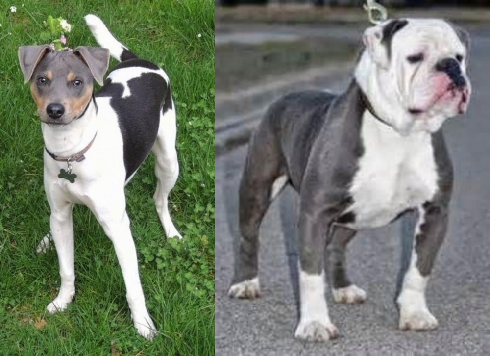 Old English Bulldog vs Brazilian Terrier - Breed Comparison