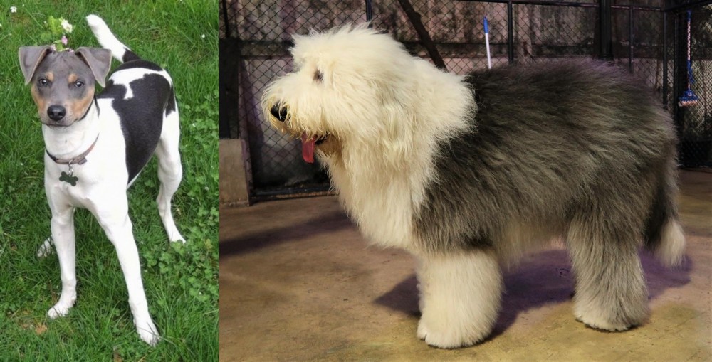Old English Sheepdog vs Brazilian Terrier - Breed Comparison