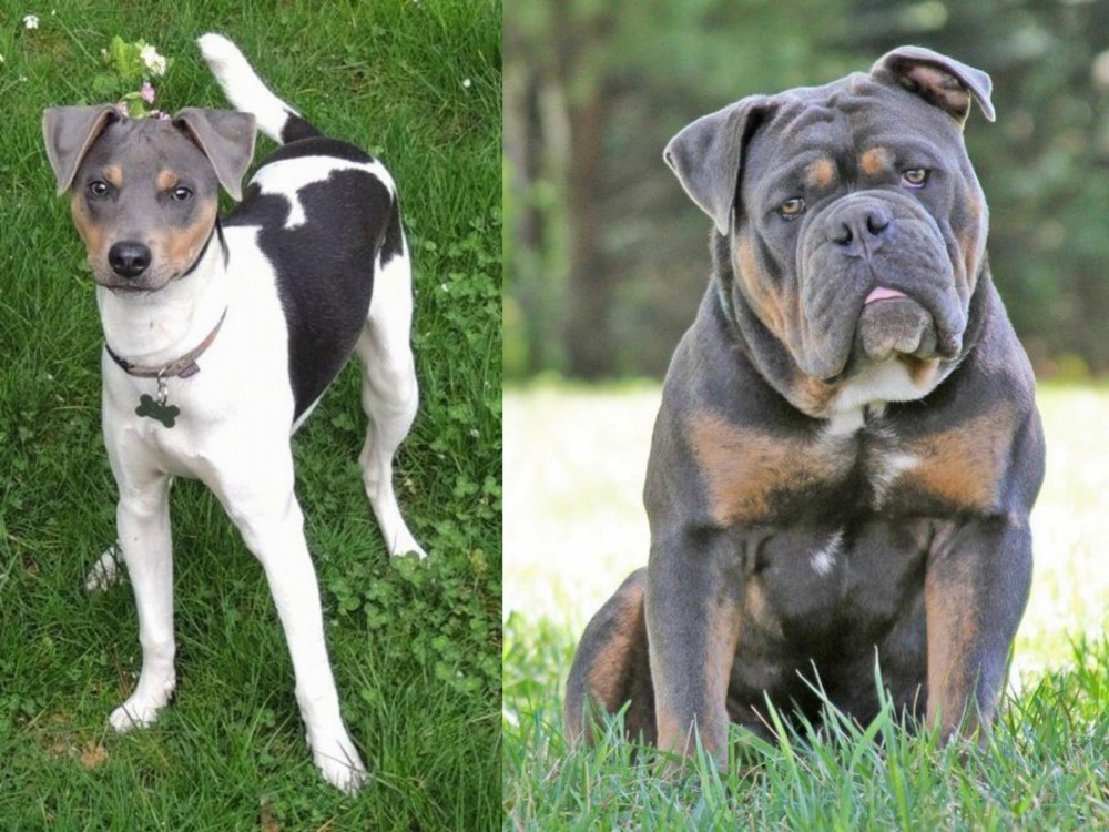 Olde English Bulldogge vs Brazilian Terrier - Breed Comparison