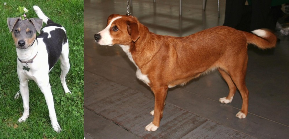 Osterreichischer Kurzhaariger Pinscher vs Brazilian Terrier - Breed Comparison
