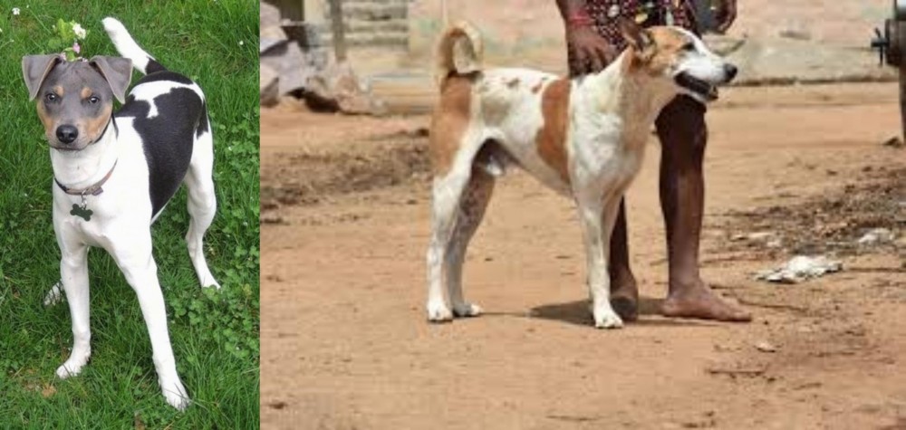 Pandikona vs Brazilian Terrier - Breed Comparison