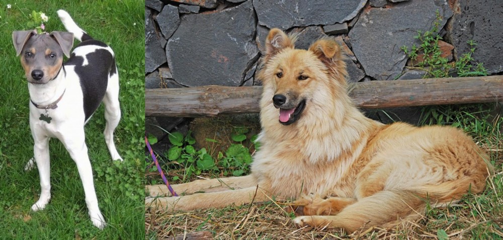 Pastor Garafiano vs Brazilian Terrier - Breed Comparison