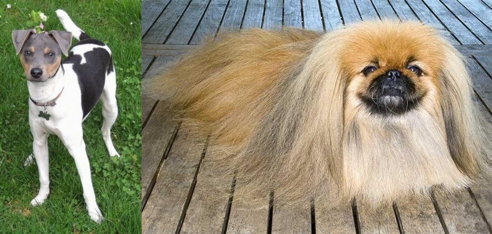 Pekingese vs Brazilian Terrier - Breed Comparison