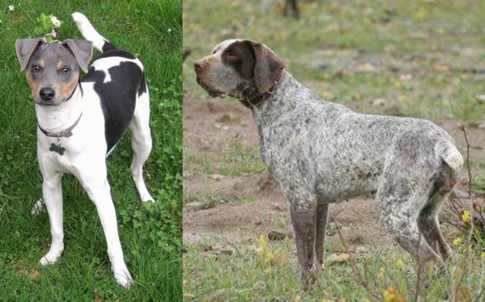 Perdiguero de Burgos vs Brazilian Terrier - Breed Comparison