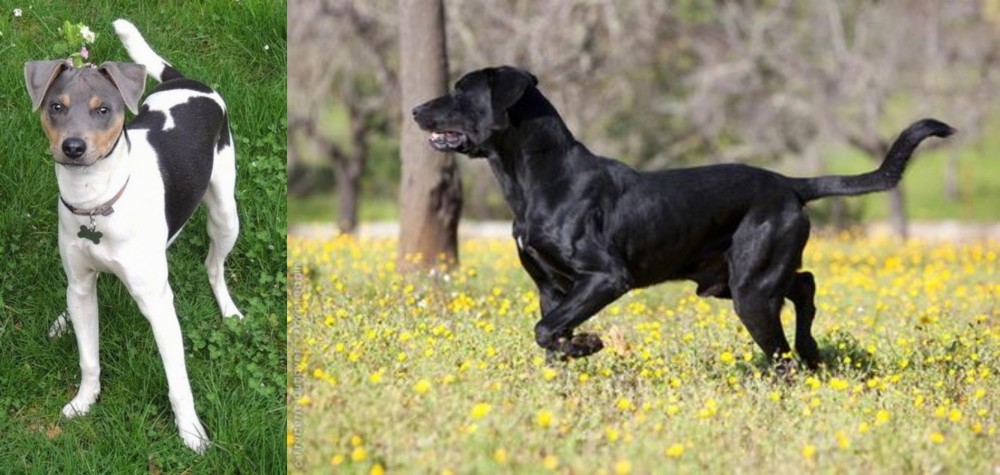 Perro de Pastor Mallorquin vs Brazilian Terrier - Breed Comparison