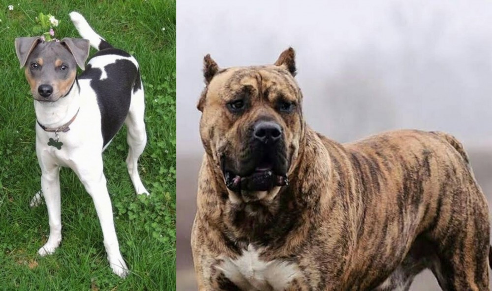 Perro de Presa Canario vs Brazilian Terrier - Breed Comparison