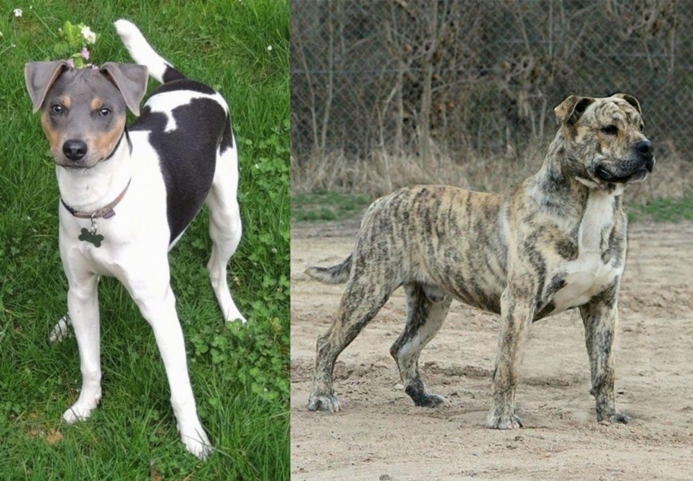 Perro de Presa Mallorquin vs Brazilian Terrier - Breed Comparison