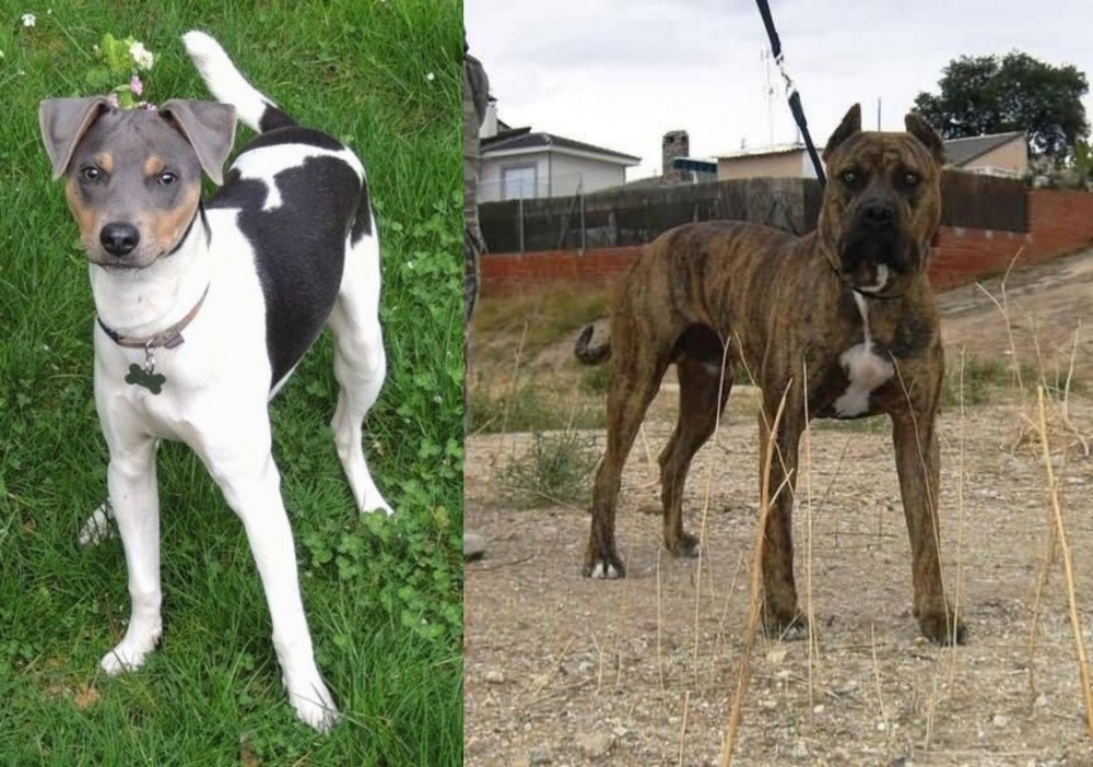 Perro de Toro vs Brazilian Terrier - Breed Comparison