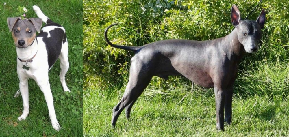 Peruvian Hairless vs Brazilian Terrier - Breed Comparison