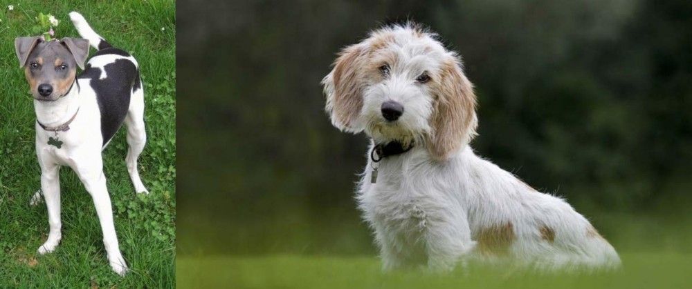 Petit Basset Griffon Vendeen vs Brazilian Terrier - Breed Comparison