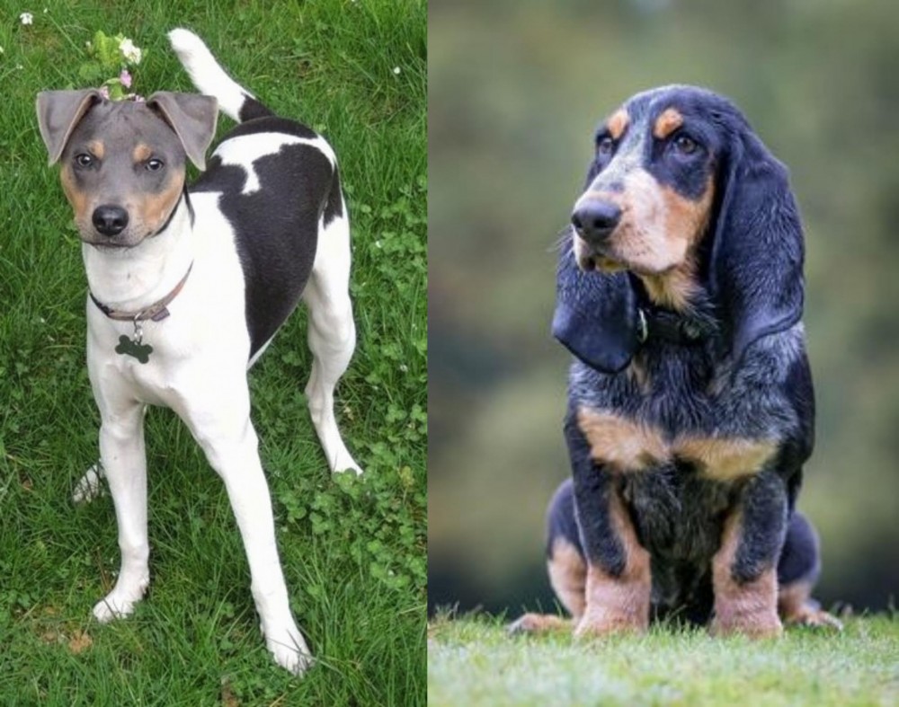 Petit Bleu de Gascogne vs Brazilian Terrier - Breed Comparison