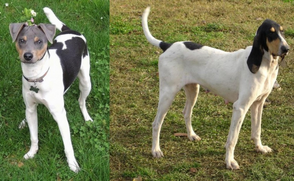 Petit Gascon Saintongeois vs Brazilian Terrier - Breed Comparison