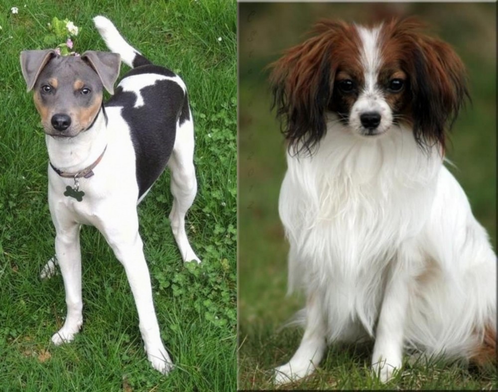 Phalene vs Brazilian Terrier - Breed Comparison