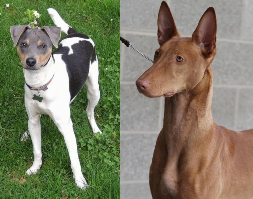 Pharaoh Hound vs Brazilian Terrier - Breed Comparison
