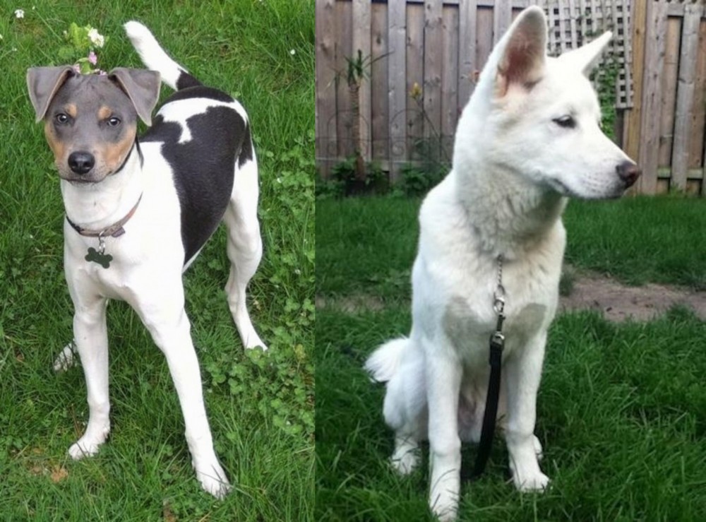 Phung San vs Brazilian Terrier - Breed Comparison