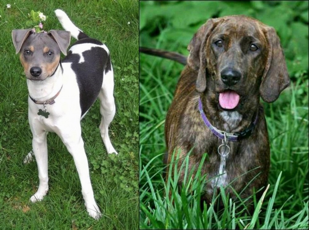 Plott Hound vs Brazilian Terrier - Breed Comparison