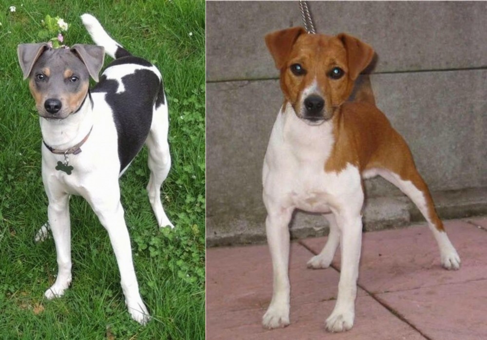 Plummer Terrier vs Brazilian Terrier - Breed Comparison