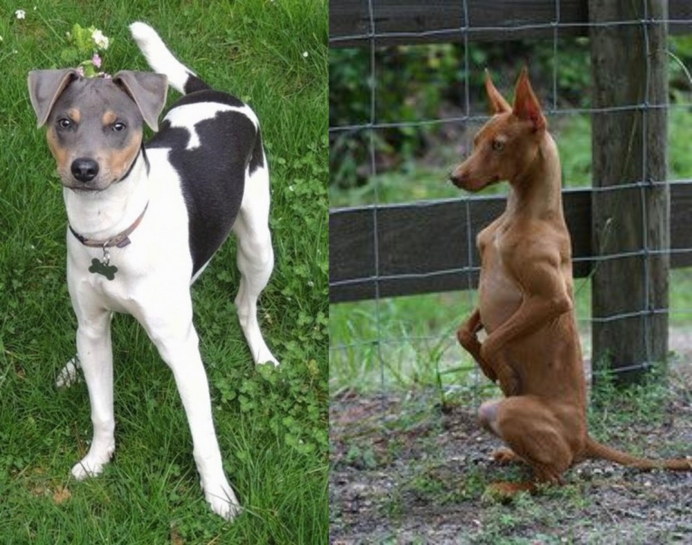 Podenco Andaluz vs Brazilian Terrier - Breed Comparison