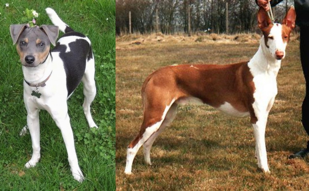 Podenco Canario vs Brazilian Terrier - Breed Comparison