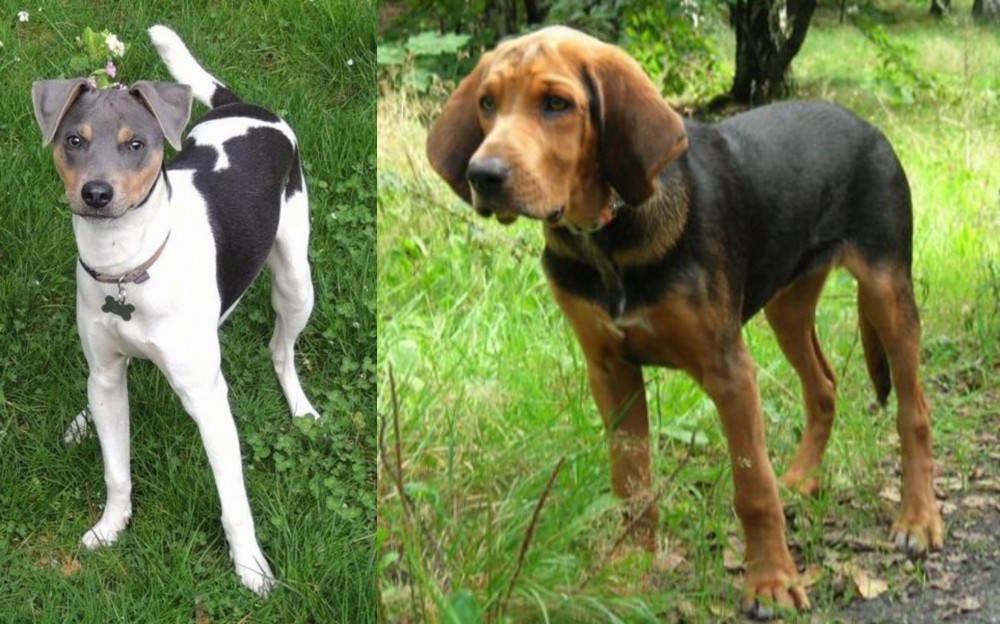 Polish Hound vs Brazilian Terrier - Breed Comparison