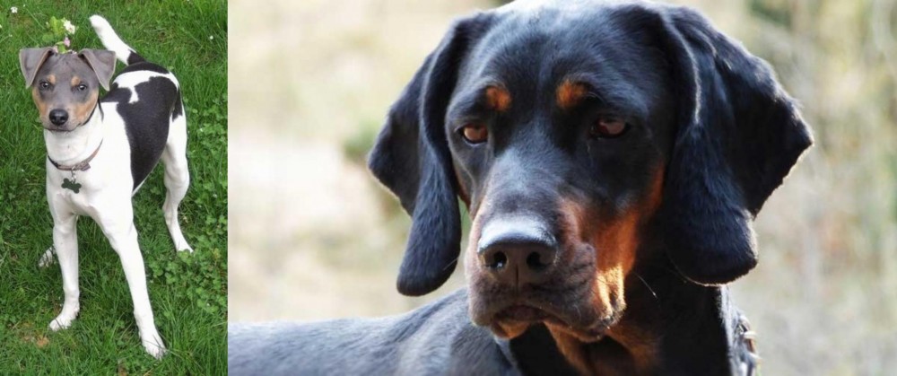 Polish Hunting Dog vs Brazilian Terrier - Breed Comparison