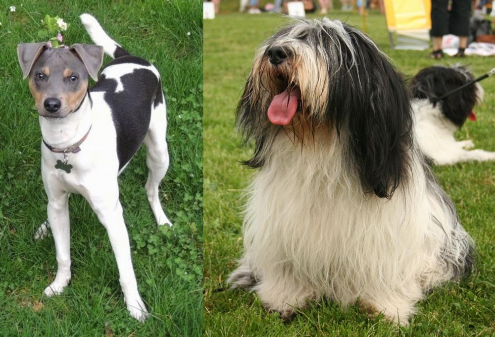 Polish Lowland Sheepdog vs Brazilian Terrier - Breed Comparison