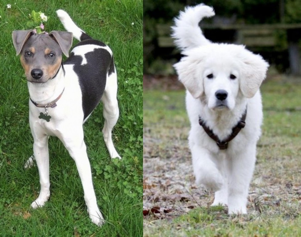 Polish Tatra Sheepdog vs Brazilian Terrier - Breed Comparison