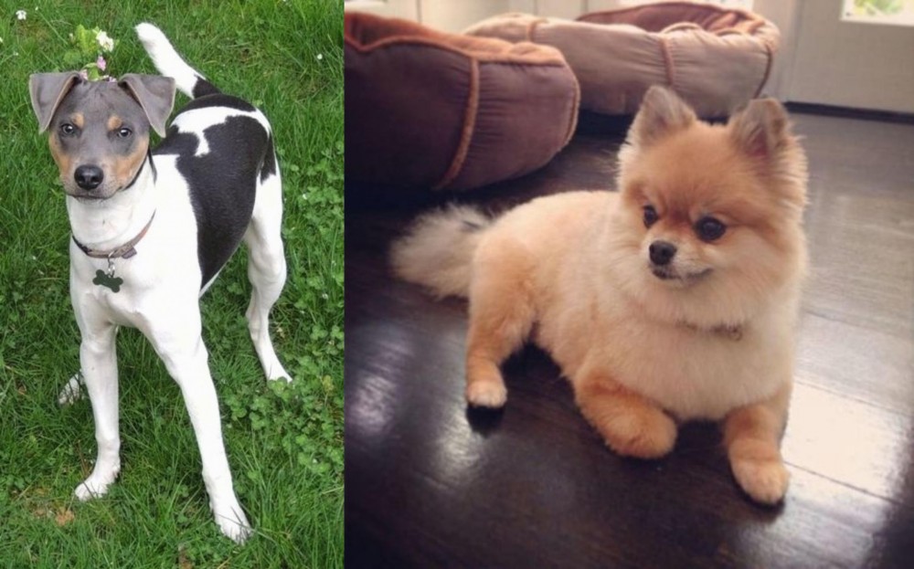 Pomeranian vs Brazilian Terrier - Breed Comparison