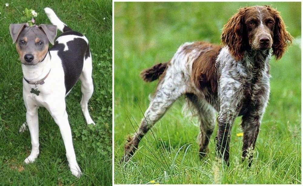 Pont-Audemer Spaniel vs Brazilian Terrier - Breed Comparison