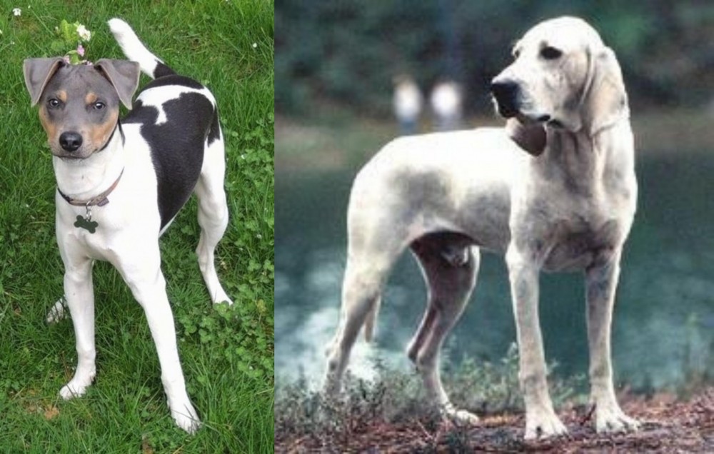 Porcelaine vs Brazilian Terrier - Breed Comparison