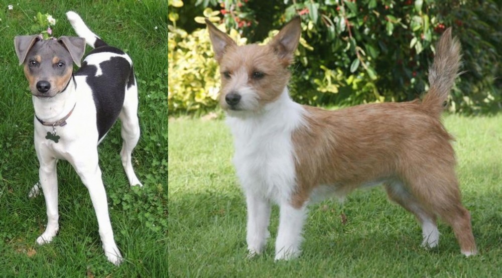 Portuguese Podengo vs Brazilian Terrier - Breed Comparison