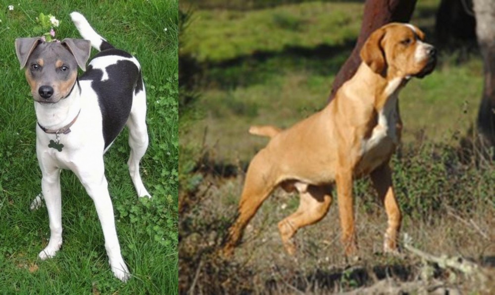 Portuguese Pointer vs Brazilian Terrier - Breed Comparison