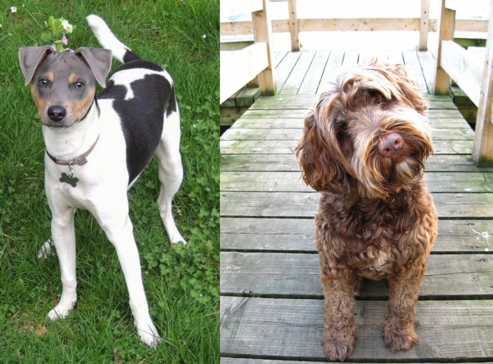 Portuguese Water Dog vs Brazilian Terrier - Breed Comparison