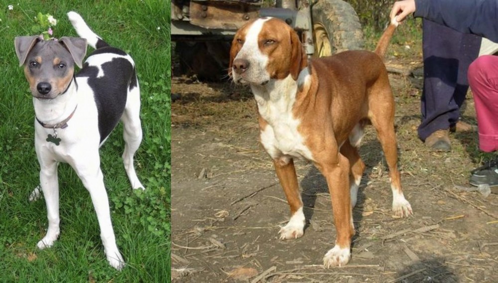 Posavac Hound vs Brazilian Terrier - Breed Comparison