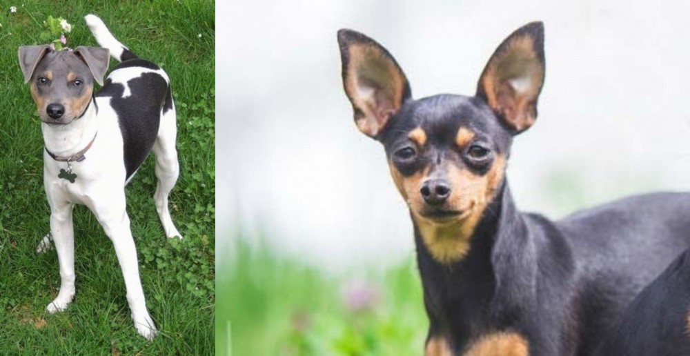 Prazsky Krysarik vs Brazilian Terrier - Breed Comparison