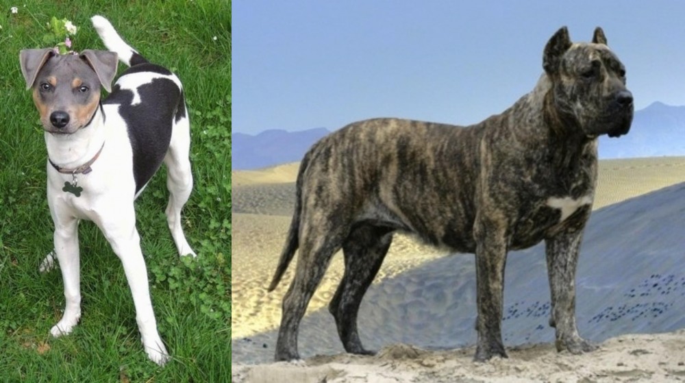 Presa Canario vs Brazilian Terrier - Breed Comparison
