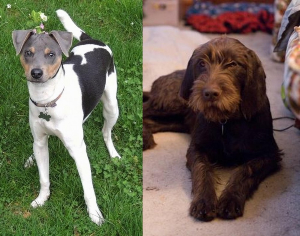 Pudelpointer vs Brazilian Terrier - Breed Comparison