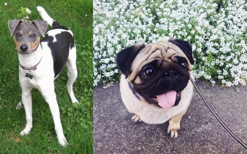 Pug vs Brazilian Terrier - Breed Comparison