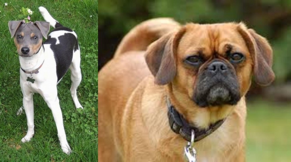 Pugalier vs Brazilian Terrier - Breed Comparison