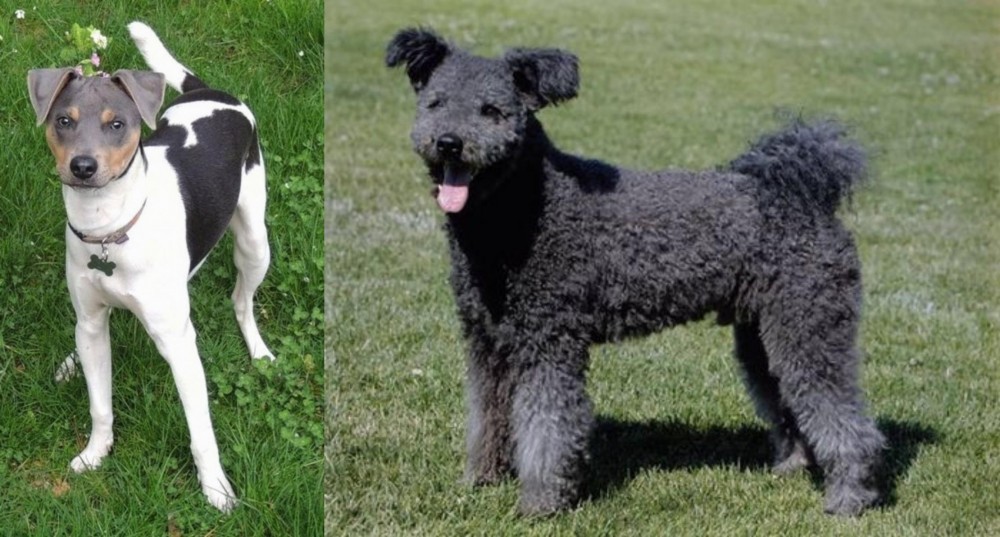Pumi vs Brazilian Terrier - Breed Comparison