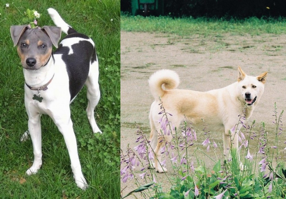 Pungsan Dog vs Brazilian Terrier - Breed Comparison