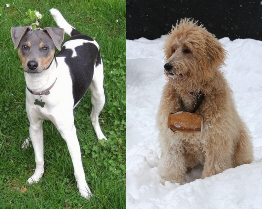 Pyredoodle vs Brazilian Terrier - Breed Comparison
