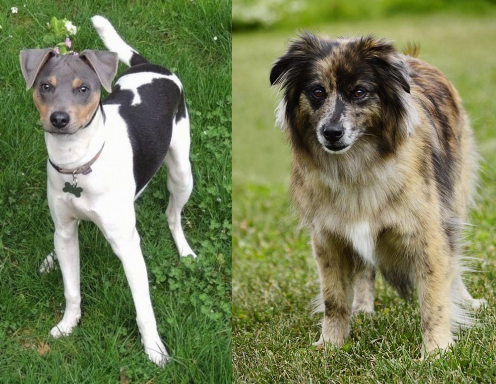 Pyrenean Shepherd vs Brazilian Terrier - Breed Comparison
