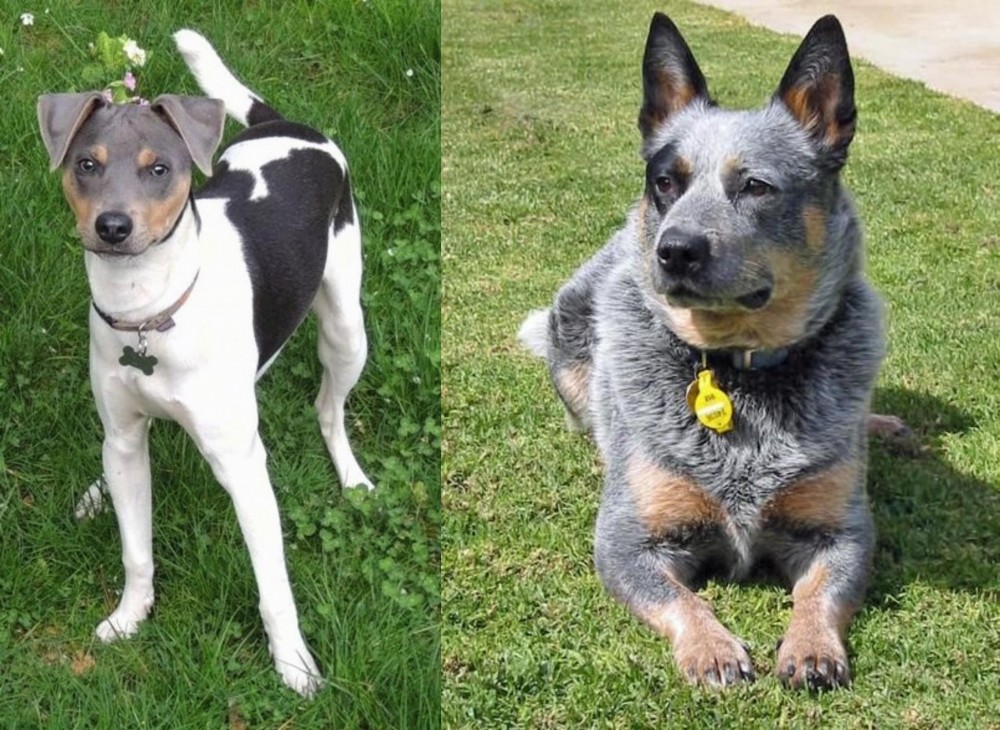 Queensland Heeler vs Brazilian Terrier - Breed Comparison