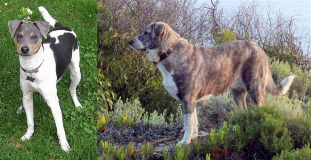 Rafeiro do Alentejo vs Brazilian Terrier - Breed Comparison