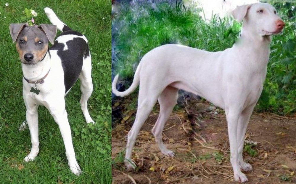 Rajapalayam vs Brazilian Terrier - Breed Comparison