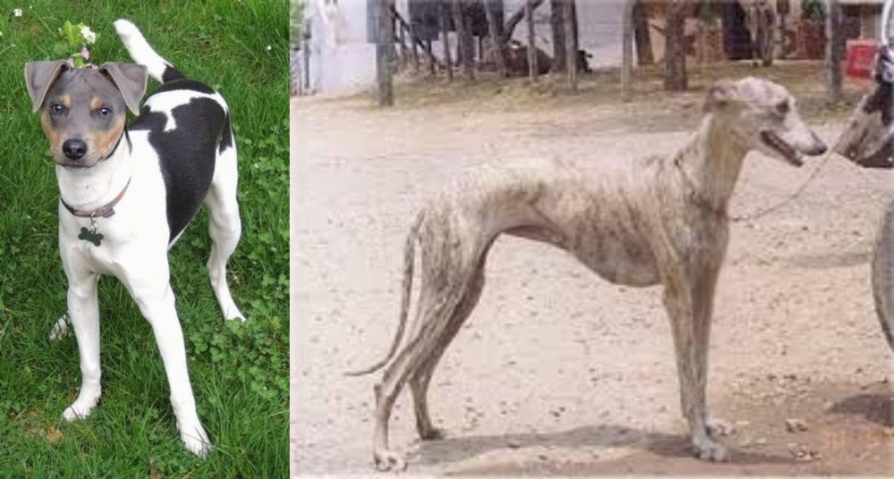 Rampur Greyhound vs Brazilian Terrier - Breed Comparison