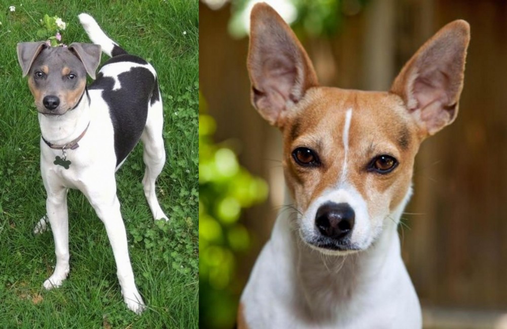 Rat Terrier vs Brazilian Terrier - Breed Comparison