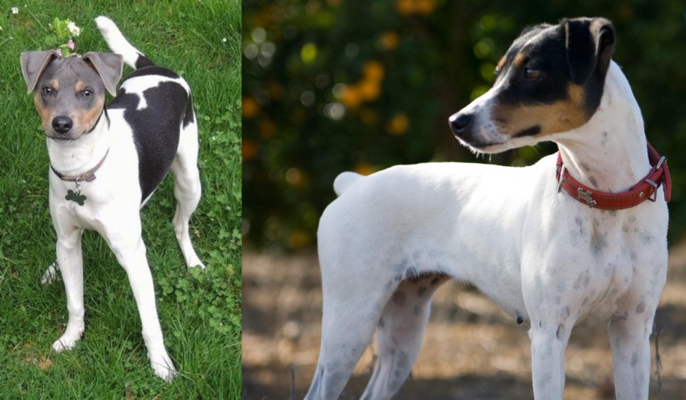Ratonero Bodeguero Andaluz vs Brazilian Terrier - Breed Comparison